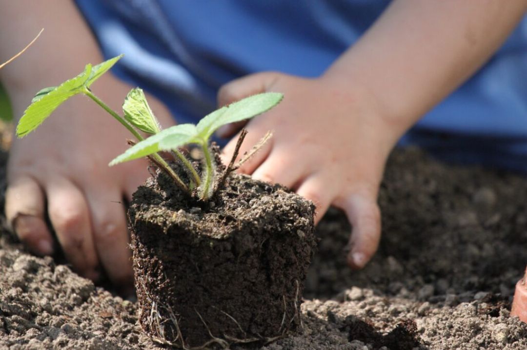 mains d'enfants dans le jardin