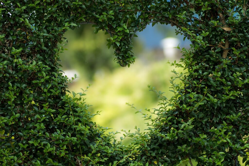 Coeur taillé dans une haie